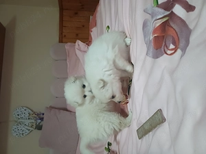 Vind pui spitz german - imagine 3