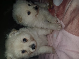 Vind pui spitz german