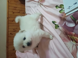 Vind pui spitz german - imagine 4