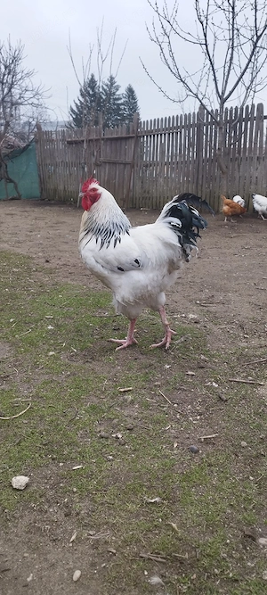 ouă de incubat de sussex herminat deschis  - imagine 3