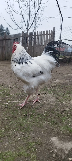 ouă de incubat de sussex herminat deschis  - imagine 2