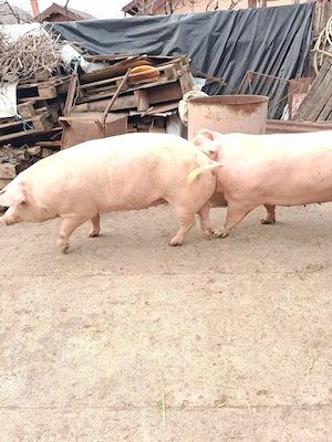 Porci de vânzare 