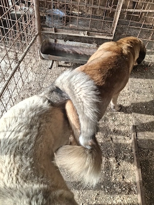 Femelă Kangal gestantă  - imagine 2