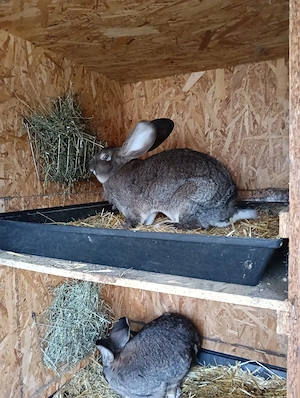 Iepuri uriaș german, femele californian - imagine 2