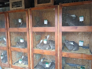 Iepuri uriaș german, femele californian