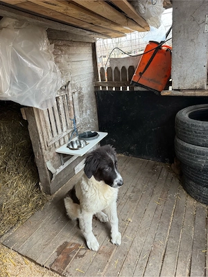 femela ciobanesc de bucovina  - imagine 4