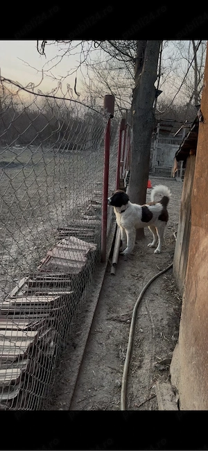 femela ciobanesc de bucovina 