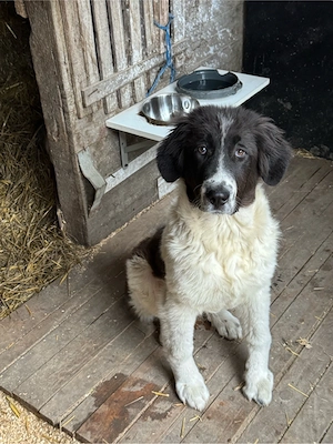 femela ciobanesc de bucovina  - imagine 3