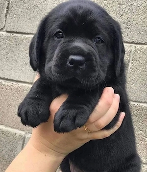 Labrador Retriever 