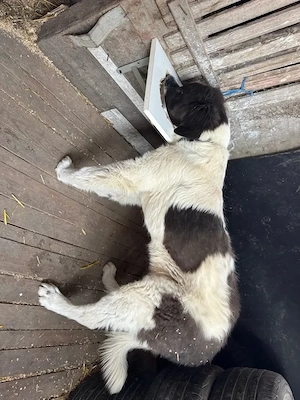 femela ciobanesc de bucovina  - imagine 2