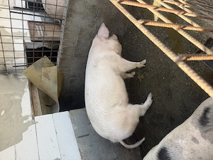 De vanzare 2 soldani