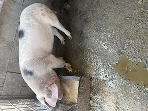 De vanzare 2 soldani - imagine 2