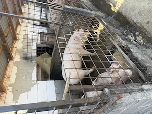 De vanzare 2 soldani - imagine 3