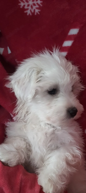 Vand bichon maltez, 2 luni si 3 saptamani, din parinti cu pedigree, vaccinat, carnetel, deparazitare