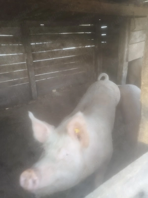 Vând ce se vede, la alegere din doi - imagine 2