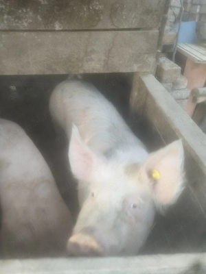 Vând ce se vede, la alegere din doi