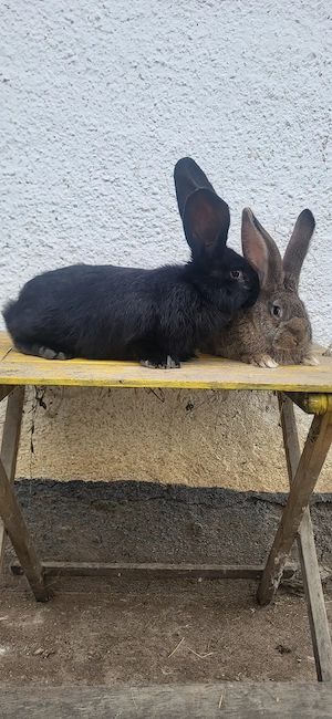 Uriași German  - imagine 5