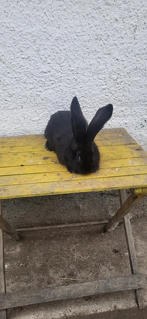 Uriași German  - imagine 2