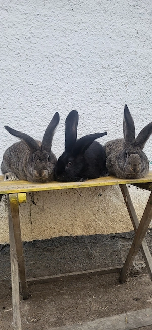 Uriași German  - imagine 4