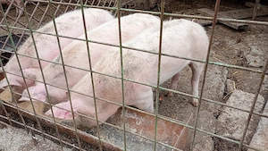 Schimbă locația  - imagine 2