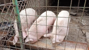 Schimbă locația  - imagine 3