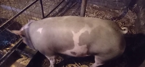 Vand porc pietrain - imagine 2