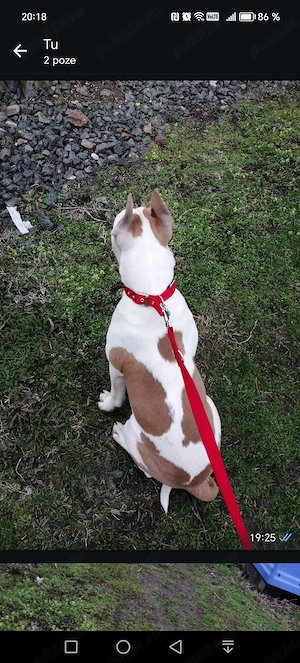 Amstaff fetiță fo - imagine 5