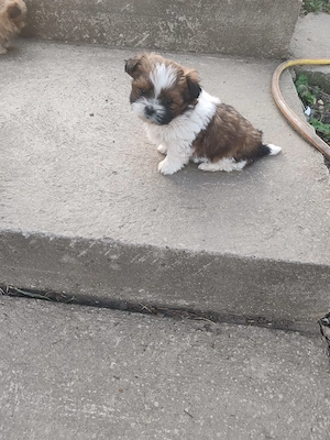 Vând pui Shih Tzu