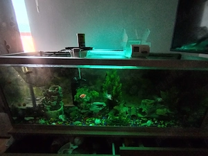 Acvariu peștii cu tot ce se vede - imagine 4