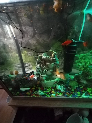 Acvariu peștii cu tot ce se vede - imagine 3