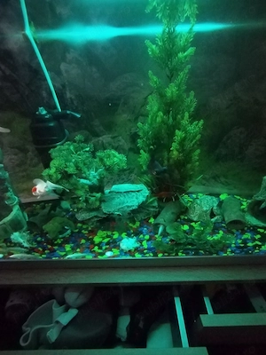 Acvariu peștii cu tot ce se vede - imagine 2