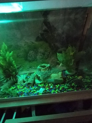 Acvariu peștii cu tot ce se vede