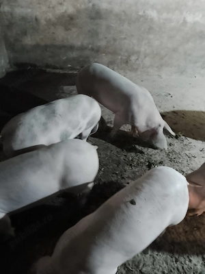 Grăsuni de vânzare  - imagine 2