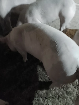 Grăsuni de vânzare 