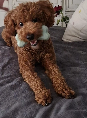 Cavapoo băiețel 