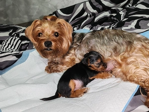 Yorksaer terier caută  