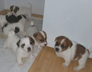 Jack Russell Terrier 