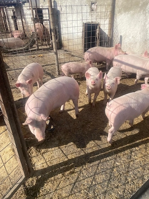 Vând porci de carne- Marele Alb - imagine 2