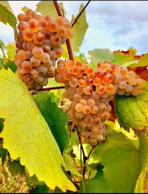 butasi de vita de vie de anul 2 și de anul 3