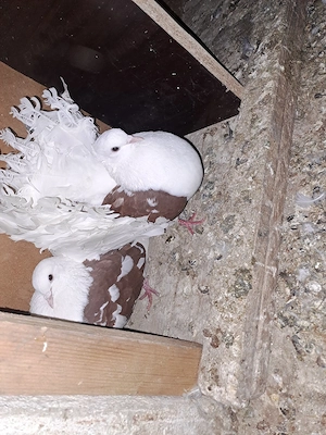 Porumbei de vânzare - imagine 5