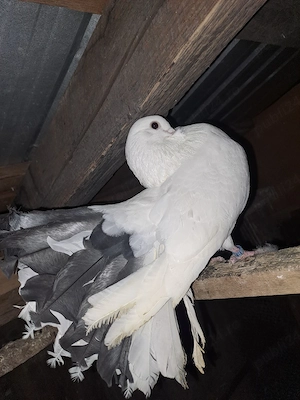 Porumbei de vânzare - imagine 3