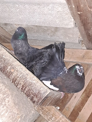 Porumbei de vânzare - imagine 2