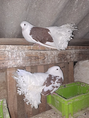 Porumbei de vânzare - imagine 4