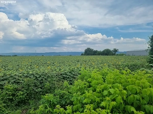 19900 mp teren Letea Veche Bacau