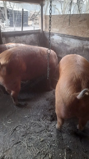 Vând porci rasa duroc