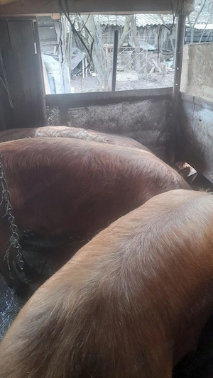 Vând porci rasa duroc - imagine 2