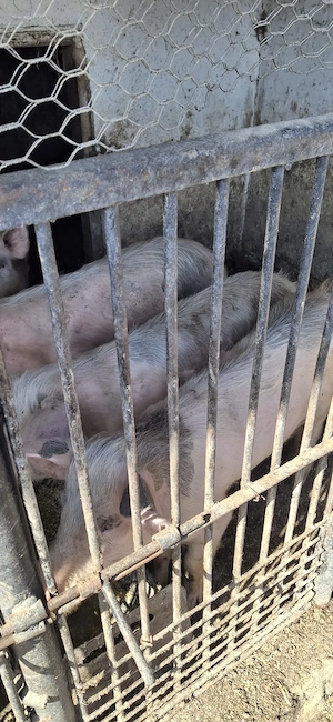 vând 4 soldani .preț 600 de lei pe bucata 