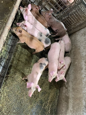 vand godani  - imagine 2