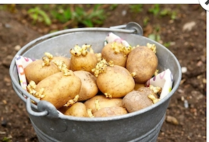 vand cartofi albi de samanta