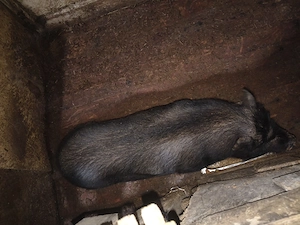 porc vietnamez de vânzare 